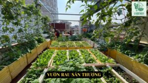 Vườn Rau Sân Thượng